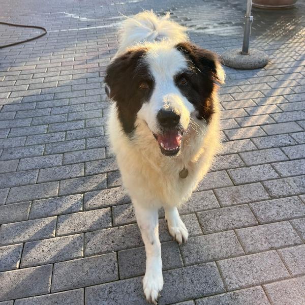 Simba  Aspetta Da Troppo Tempo Una Famiglia